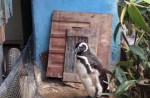 Penguin visits rescuer in Brazil every year - 4