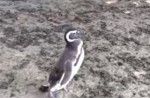 Penguin visits rescuer in Brazil every year - 5