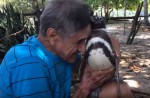 Penguin visits rescuer in Brazil every year - 7