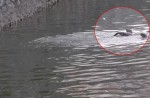 Otter 'hurt' by angler's hook - 6