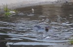 Otter 'hurt' by angler's hook - 12