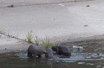 Otter 'hurt' by angler's hook - 11