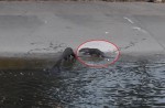 Otter 'hurt' by angler's hook - 15