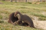 Otter 'hurt' by angler's hook - 17