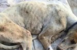 Lucky greyhound gets new home after being rescued from China dog meat trade - 1