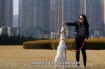 Lucky greyhound gets new home after being rescued from China dog meat trade - 4