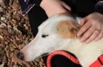 Lucky greyhound gets new home after being rescued from China dog meat trade - 7