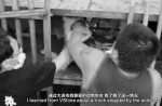 Lucky greyhound gets new home after being rescued from China dog meat trade - 11