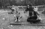 Chinese pole dancers pose as stray dogs to protest dog meat festival - 1