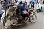 Chinese pole dancers pose as stray dogs to protest dog meat festival - 24