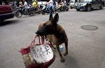 Chinese pole dancers pose as stray dogs to protest dog meat festival - 25