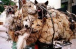 Chinese pole dancers pose as stray dogs to protest dog meat festival - 37