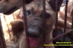 Chinese pole dancers pose as stray dogs to protest dog meat festival - 44