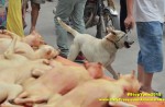 Chinese pole dancers pose as stray dogs to protest dog meat festival - 43