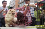 Chinese pole dancers pose as stray dogs to protest dog meat festival - 46