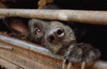 Chinese pole dancers pose as stray dogs to protest dog meat festival - 54