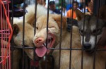 Chinese pole dancers pose as stray dogs to protest dog meat festival - 69