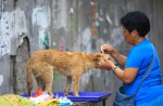 Chinese pole dancers pose as stray dogs to protest dog meat festival - 77