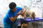 Chinese pole dancers pose as stray dogs to protest dog meat festival - 76