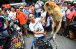 Chinese pole dancers pose as stray dogs to protest dog meat festival - 82