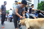 Chinese pole dancers pose as stray dogs to protest dog meat festival - 84