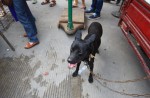 Chinese pole dancers pose as stray dogs to protest dog meat festival - 87