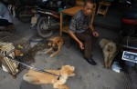 Chinese pole dancers pose as stray dogs to protest dog meat festival - 89