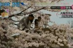 Chinese tourists grab and break Japanese cherry blossom trees to take pictures - 3