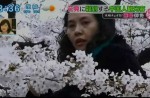Chinese tourists grab and break Japanese cherry blossom trees to take pictures - 2