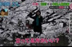 Chinese tourists grab and break Japanese cherry blossom trees to take pictures - 6