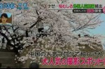 Chinese tourists grab and break Japanese cherry blossom trees to take pictures - 10