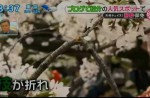 Chinese tourists grab and break Japanese cherry blossom trees to take pictures - 9