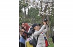 Chinese tourists kick and climb cherry blossom trees to snap photos  - 3