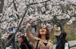 Chinese tourists kick and climb cherry blossom trees to snap photos  - 5