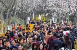 Chinese tourists kick and climb cherry blossom trees to snap photos  - 6