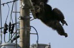 Dramatic moments before runaway chimp falls from wires - 1