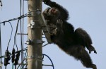 Dramatic moments before runaway chimp falls from wires - 2