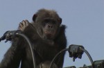 Dramatic moments before runaway chimp falls from wires - 3