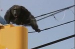 Dramatic moments before runaway chimp falls from wires - 6