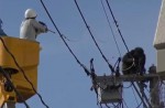 Dramatic moments before runaway chimp falls from wires - 4