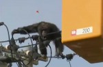 Dramatic moments before runaway chimp falls from wires - 5