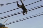 Dramatic moments before runaway chimp falls from wires - 7