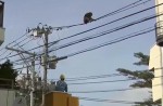 Dramatic moments before runaway chimp falls from wires - 8