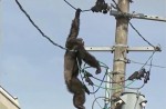 Dramatic moments before runaway chimp falls from wires - 9