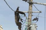 Dramatic moments before runaway chimp falls from wires - 10