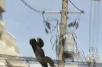 Dramatic moments before runaway chimp falls from wires - 11