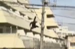 Dramatic moments before runaway chimp falls from wires - 13