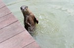 Otters in Singapore - 13