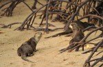 Otters in Singapore - 16