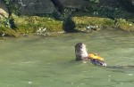 Otters in Singapore - 14